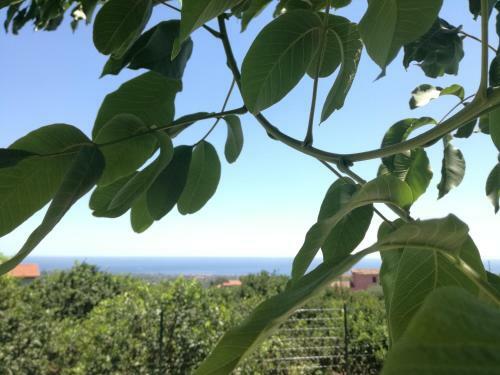 Il Limoneto Di Leo