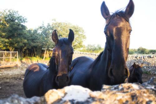 I Trulli Dell'aia In Santalachicca Farm