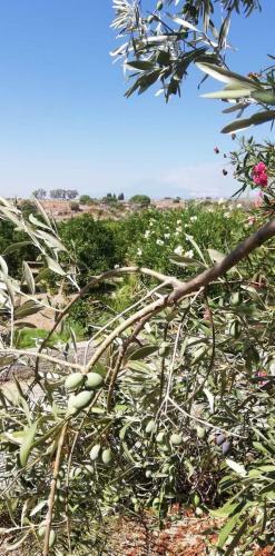 Apartamento Piccolo Podere