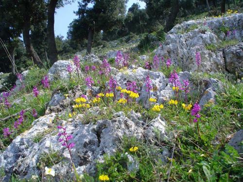 Apartamento Orchidea Mattinata Parco Del Gargano