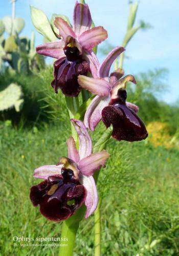 Apartamento Orchidea Mattinata Parco Del Gargano