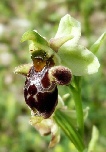 Apartamento Orchidea Mattinata Parco Del Gargano