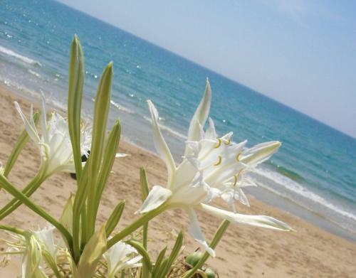 Apartamento Sunshine Home Intero Appartamento