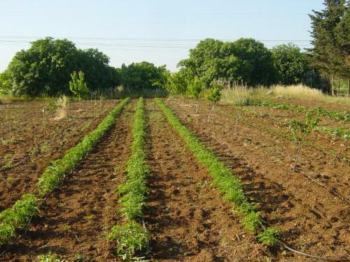 Agroturismo Tenuta Argiano