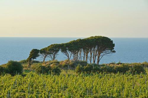 Villa Tenuta Rasocolmo