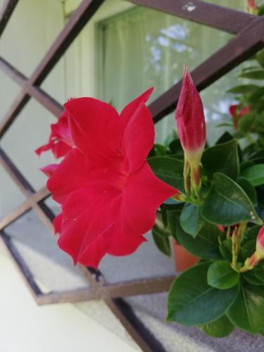 Apartamento Appartamento Le Magnolie 2