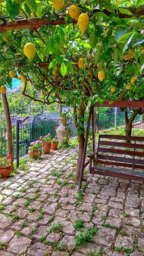 Il Limoneto Di Lul�, Holidays Among The Lemon Trees