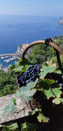 #la Limonaia Della Torretta
