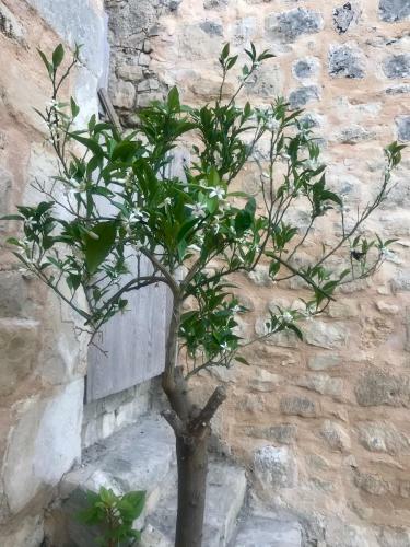 Apartamento L'orto Di Santa Chiara