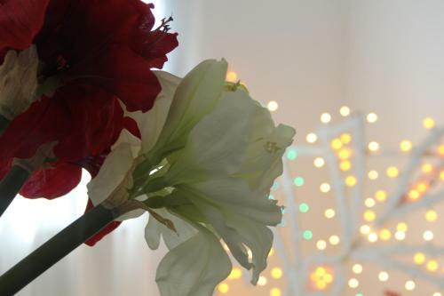 Apartamento Le Luminarie City