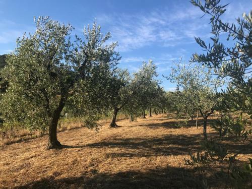 Bed & Breakfast Il Podere La Casina