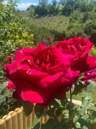Hostal Podere Belsogno-monolocale Roseto