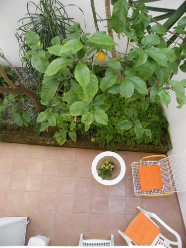 Apartamento Il Cedrangolo House