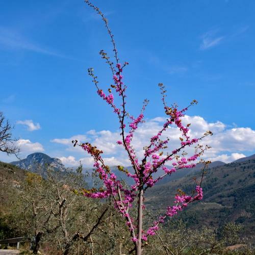 Agroturismo Agriturismo Il Casaletto