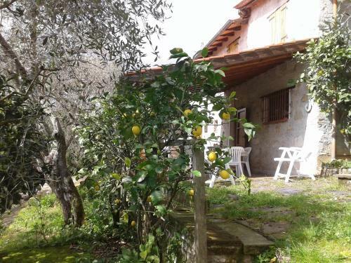 Apartamento Casa Contornata Da Olivi