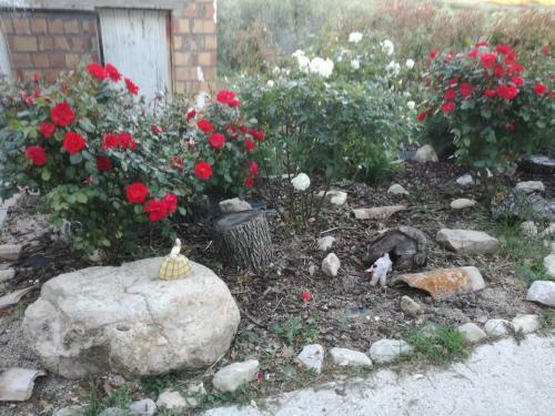 B&B Pozzo Innamorato