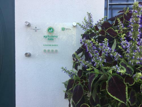 Agroturismo Agriturismo" Il Glicine Bianco"
