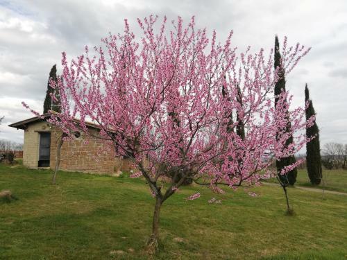 Agroturismo Agriturismo Podere Bianca Maria