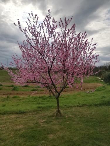 Agroturismo Agriturismo Podere Bianca Maria