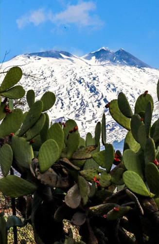 Apartamento La Pigna Dell'etna