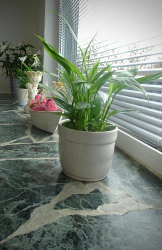Apartamento Don Quijote
