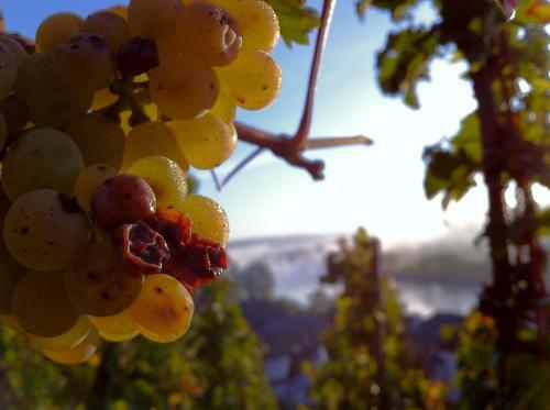 Apartamento G�stehaus Weingut Meierer