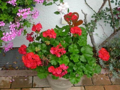 Apartamentos G�stehaus Rosengarten Im Nahetal
