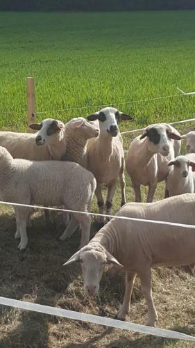 Apartamento Pouls Ferienwohnung 5sterne