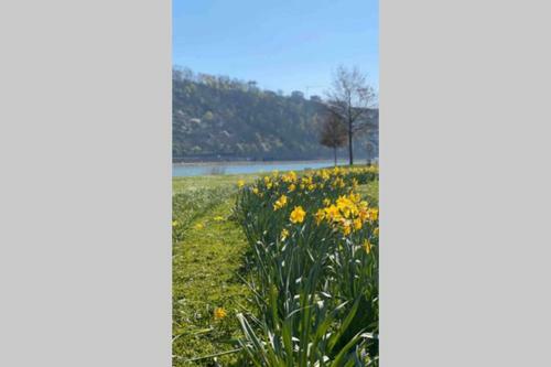 Comfortable New Apartment In #koblenz