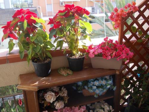 Bed & Breakfast Domus Aurea