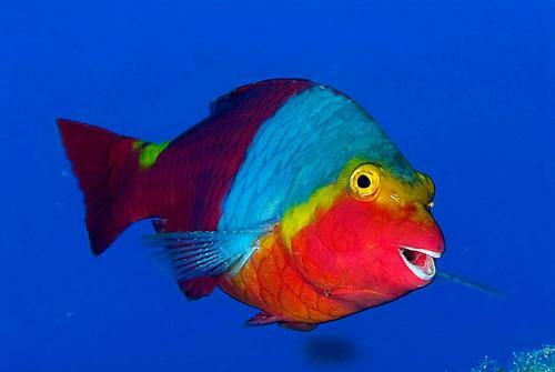 Bed & Breakfast Acquario Dei Fralle