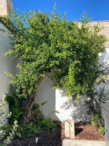 Il Palmento B&B