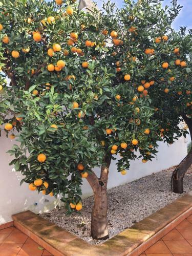 Casa Vacanze Le Site Con Giardino