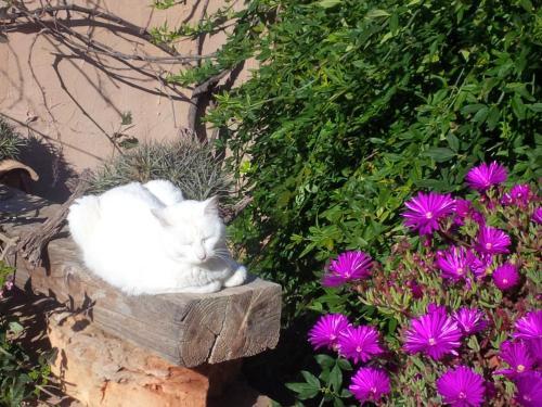 Hotel Son Marimon Adults Only