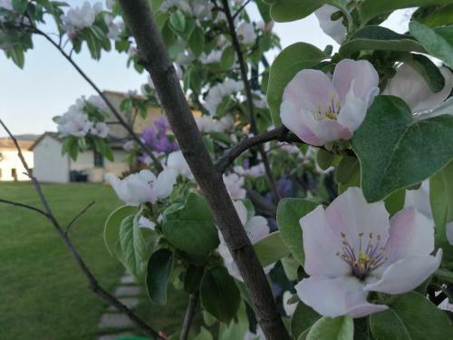Apartamento Podere San Crico