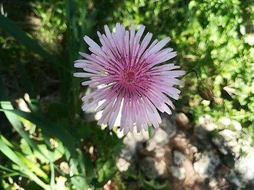 Bed & Breakfast Villa Apollonia