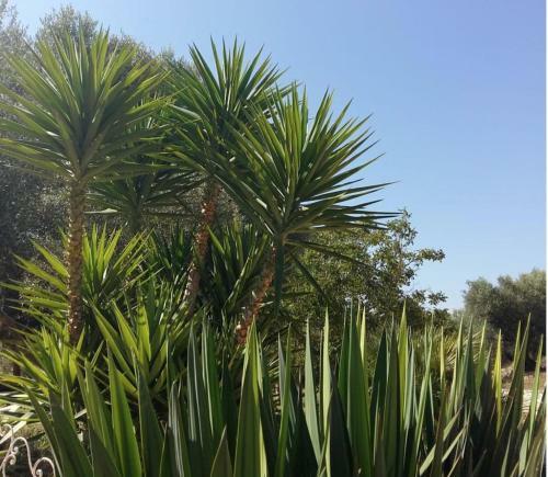 Apartamento Le Biadelle