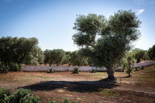 Lamia Petricore Ostuni