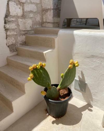 House The White Tulip