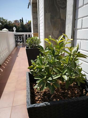 Hotel Villa Ignacia