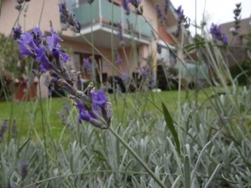 Apartamento Domizil Am Park