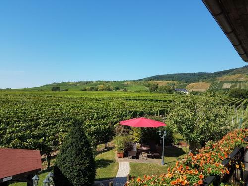 Ferienweingut R�mer-knodt