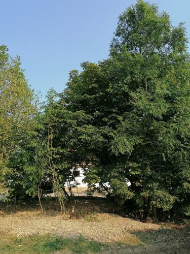 Camping Weides