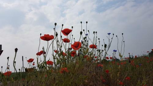 Ferienh�user Seeblick