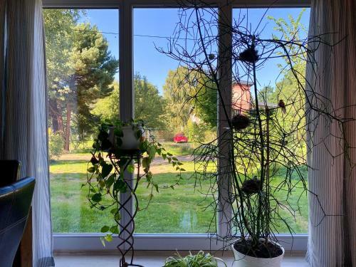 Apartamento Vogelnest-ruhe Und Natur In Ostseen�he