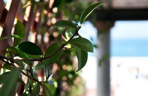 Bed & Breakfast Il Barone Del Mare