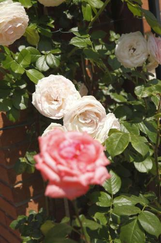 Apartamento Holidays Alle Rose