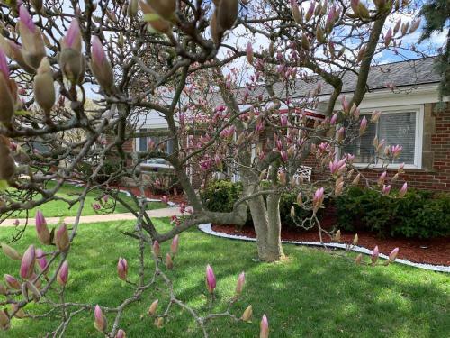 Elegant & Spacious 3/2 Gem In Harper Woods