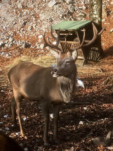 Lodge Alla Stalla Suite & Chalet