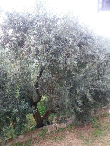 Bed & Breakfast Il Ceppo Sui Sentieri Per Amalfi